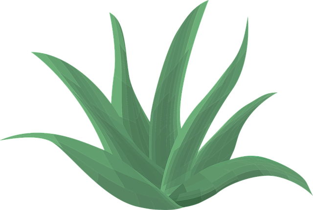 aloe vera