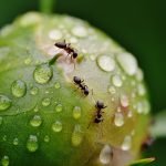 Eight solutions to kill ants indoors and outdoors