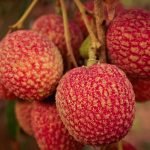 Lychee: nutritional properties, benefits and contraindications